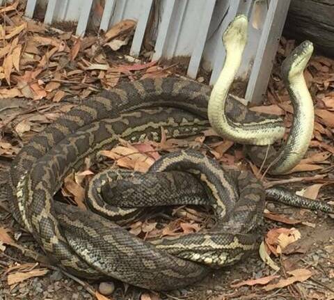 TUSSLE: Two male carpet pythons wrestle at a Capalaba property: Photo: Selina Zwolsman