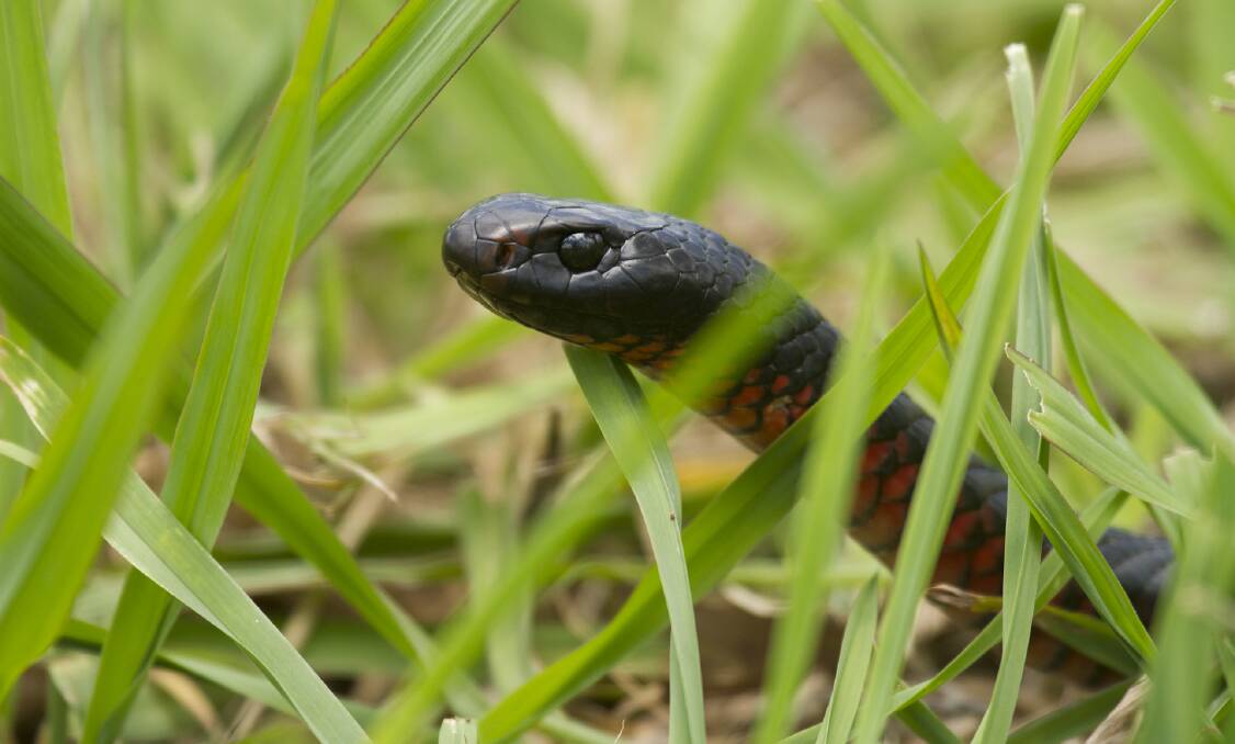 REAL BEAUTY: A beautiful red-bellied black snake, one of Australia's magnificent native wildlife.