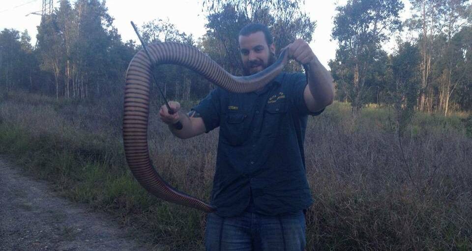 WHAT A BEAUTY: Snake catcher Stewart Lalor with the biggest red-bellied black snake he has seen. It was captured at a Mt Cotton property.