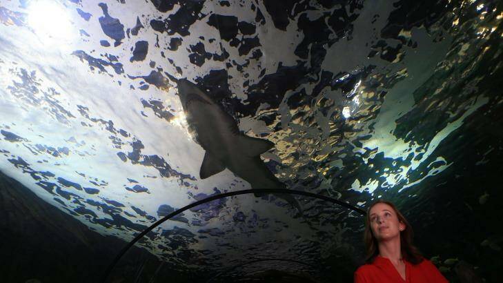 Camilla Whittington is curious about sharks and the evolution of pregnancy. Photo: L'Oreal