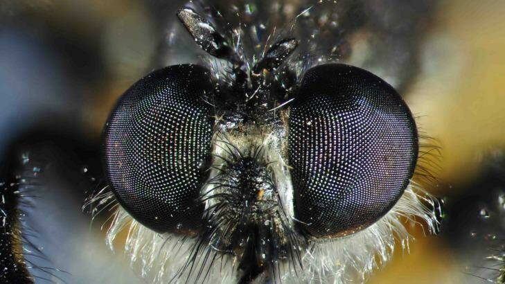 Flies see humans as a food source. Photo: Peter Hudson