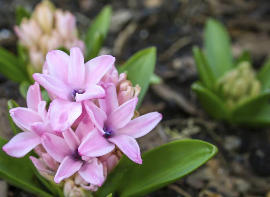 Pink hyacinth Your HomeSpring bulbs