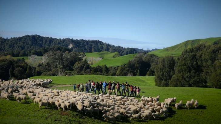 A flock of sheep gets in on the action in StepUp Taranaki's dance video. Photo: Edward Aish