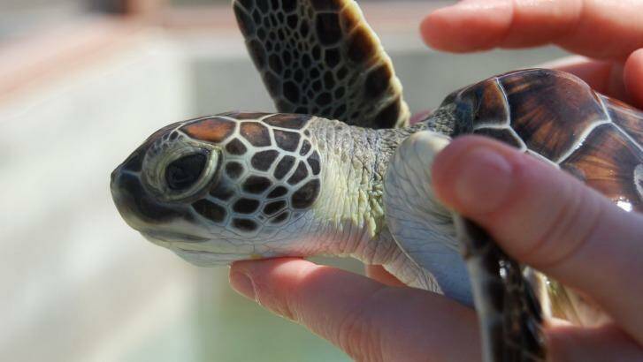 Holding turtles attractions should also not be promoted, the report says. Photo: World Animal Protection
