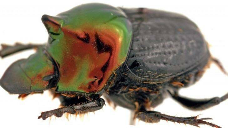 Dung beetles play a key role removing bush flies' favourite breeding ground: cow dung. Photo: CSIRO