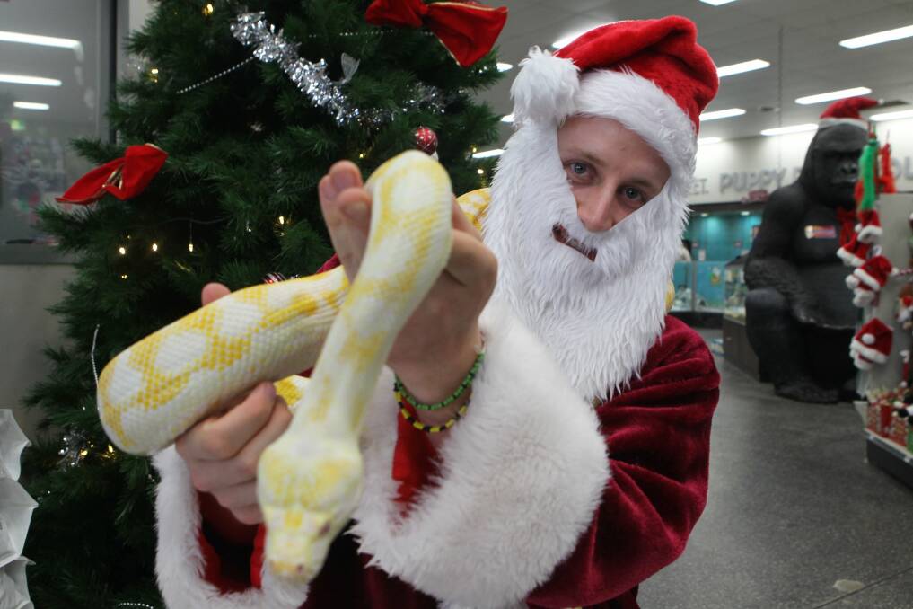 Ssssanta Claus:  A Santa who’s happy to jump in photos with your reptile ‘‘kids’’ as well.  Picture: Natalie Roberts