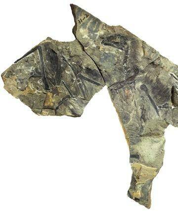 The first bat-like dinosaur has been uncovered in China. Photo: Zang Hailong/IVPP
