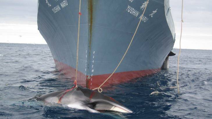 Japanese Antarctic whaling: resumed this summer Photo: Australian Customs