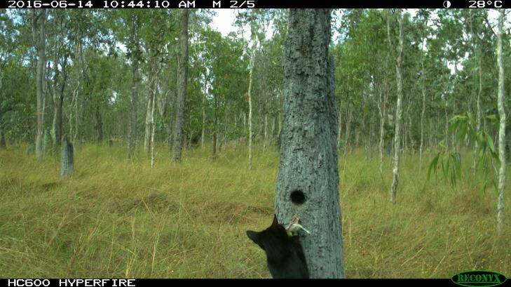 A feral cat is caught on camera raiding a nest. Photo: Olkola Land Managers