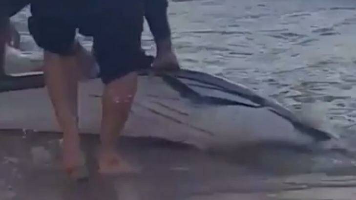 Bondi Rescue lifeguards were among those who tried to save this injured dolphin washed up on Bondi Beach. Photo: Instagram@lifeguardhoppo