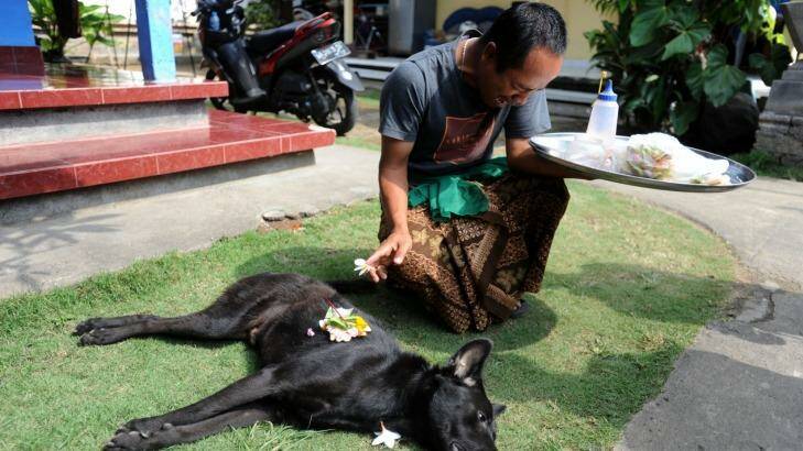 An emotional Ketut Pujana after his dog was killed in a dog elimination in Aan village, Klungkung as part of the battle against rabies. Photo: Allan Putra