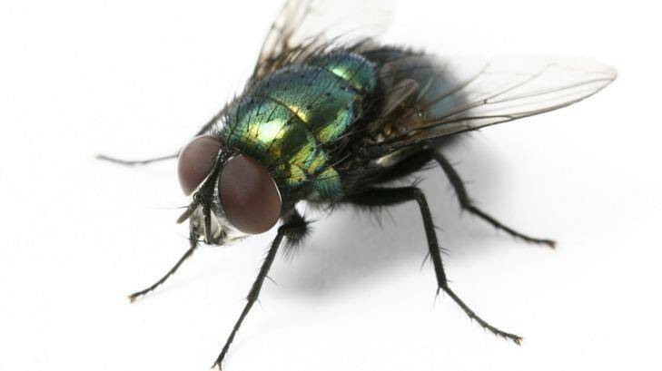 Fly numbers are on the rise thanks to a warm spring. Photo: iStockphoto