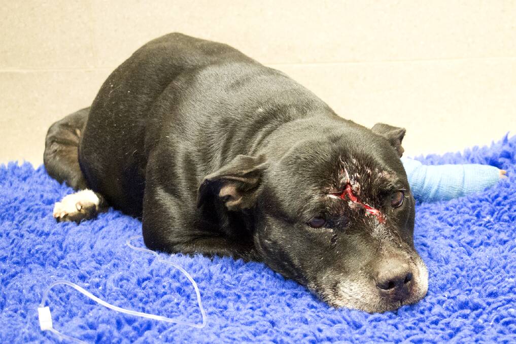 Cirtical but stable: The male staffy found wandering the streets of Vineyard on Sunday.