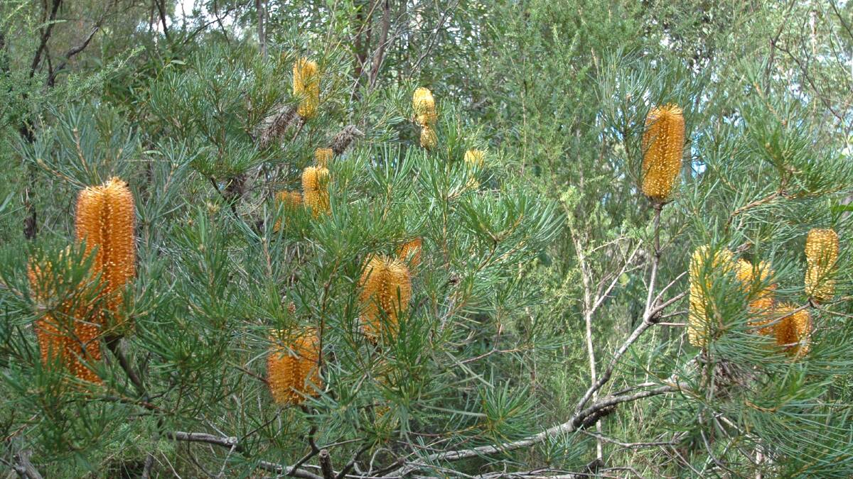 Week 5: Banksia spinulosa Hairpin banksia bush. Picture: Lachlan Turner