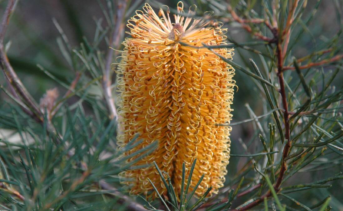 Week 5: Banksia spinulosa Hairpin Banksia (Var. Orange). Picture: Lachlan Turner