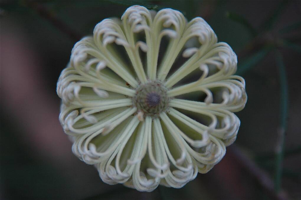 Week 5: Banksia spinulosa Hairpin Banksia (Var. Cream). Picture: Lachlan Turner