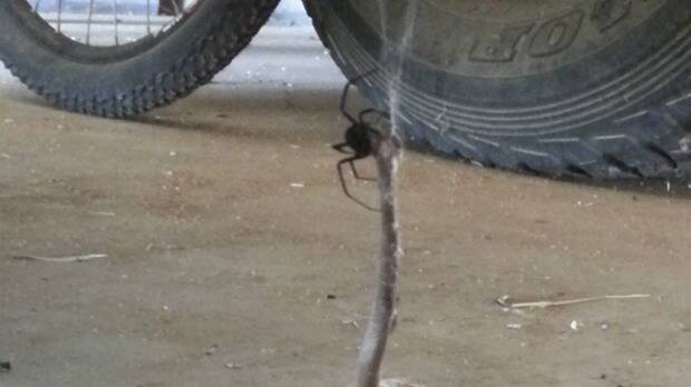 A deadly redback spider scoops up an even deadlier snake from the ground and prepares to devour it by wrapping it in its web.