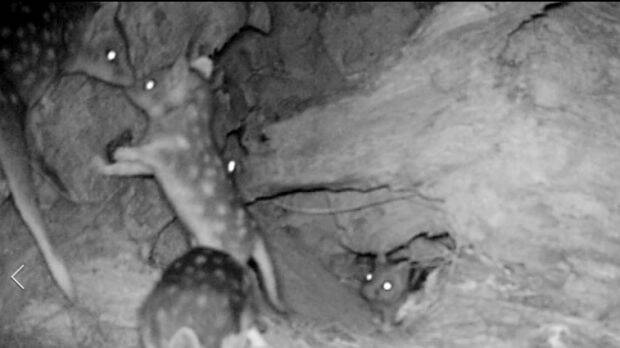 Rare footage of "extinct" baby eastern quolls born in Canberra. Photo: Supplied
