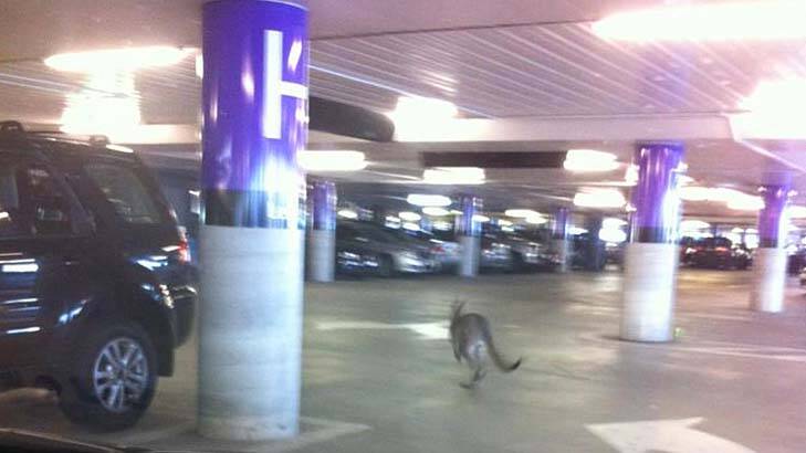 Ther kangaroo in the airport carpark.