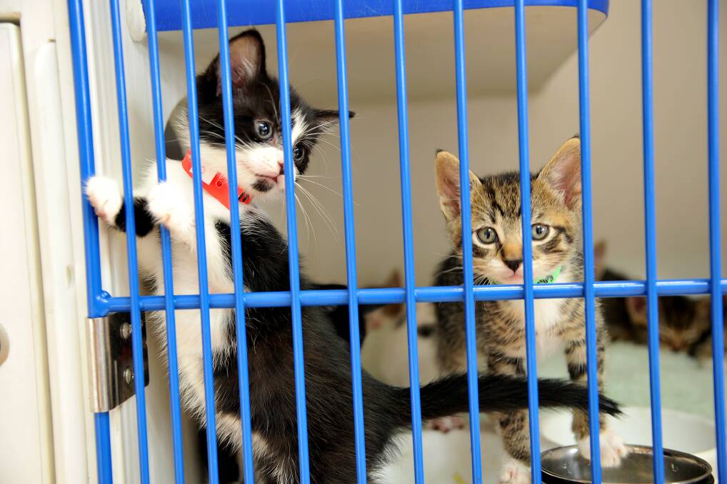 Purrfect pets: A few of the beautiful kittens in need of a home at Hawkesbury Companion Animal Shelter. Picture: Kylie Pitt