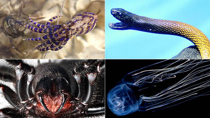 Some of Australia's most dangerous animals (clockwise, from top left): a blue ringed octopus, an inland taipan, a box jellyfish and a funnel web spider.